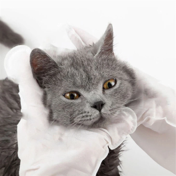 Pet Disposable Gloves
